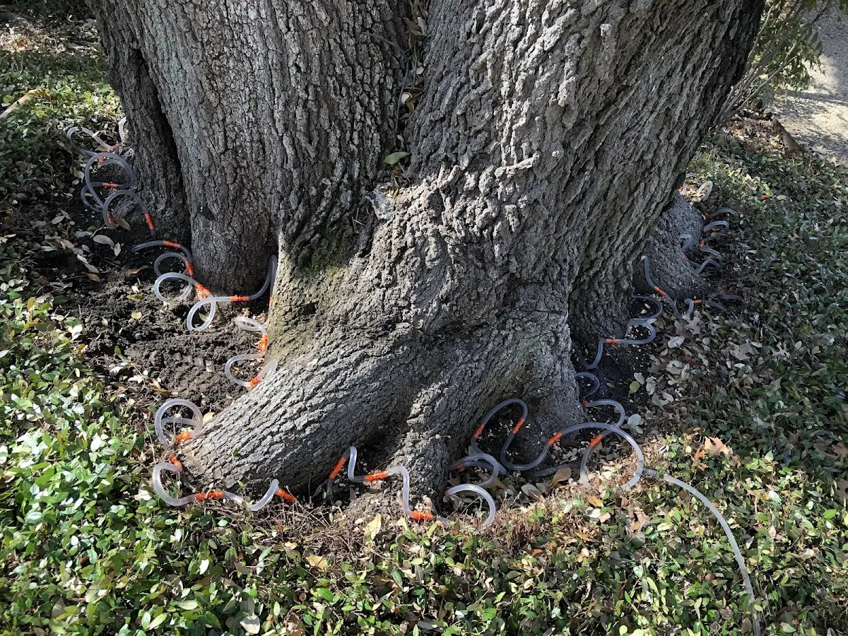 Detailed Tree Cabling and Bracing job site in West Mifflin